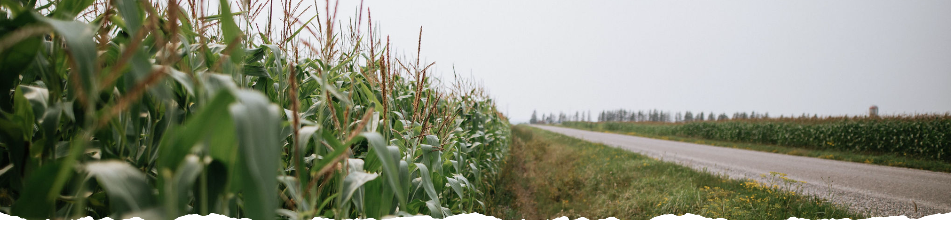 Fields of corn next to a road